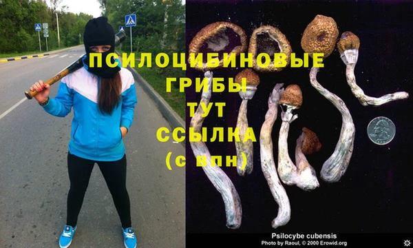 сатива Аркадак